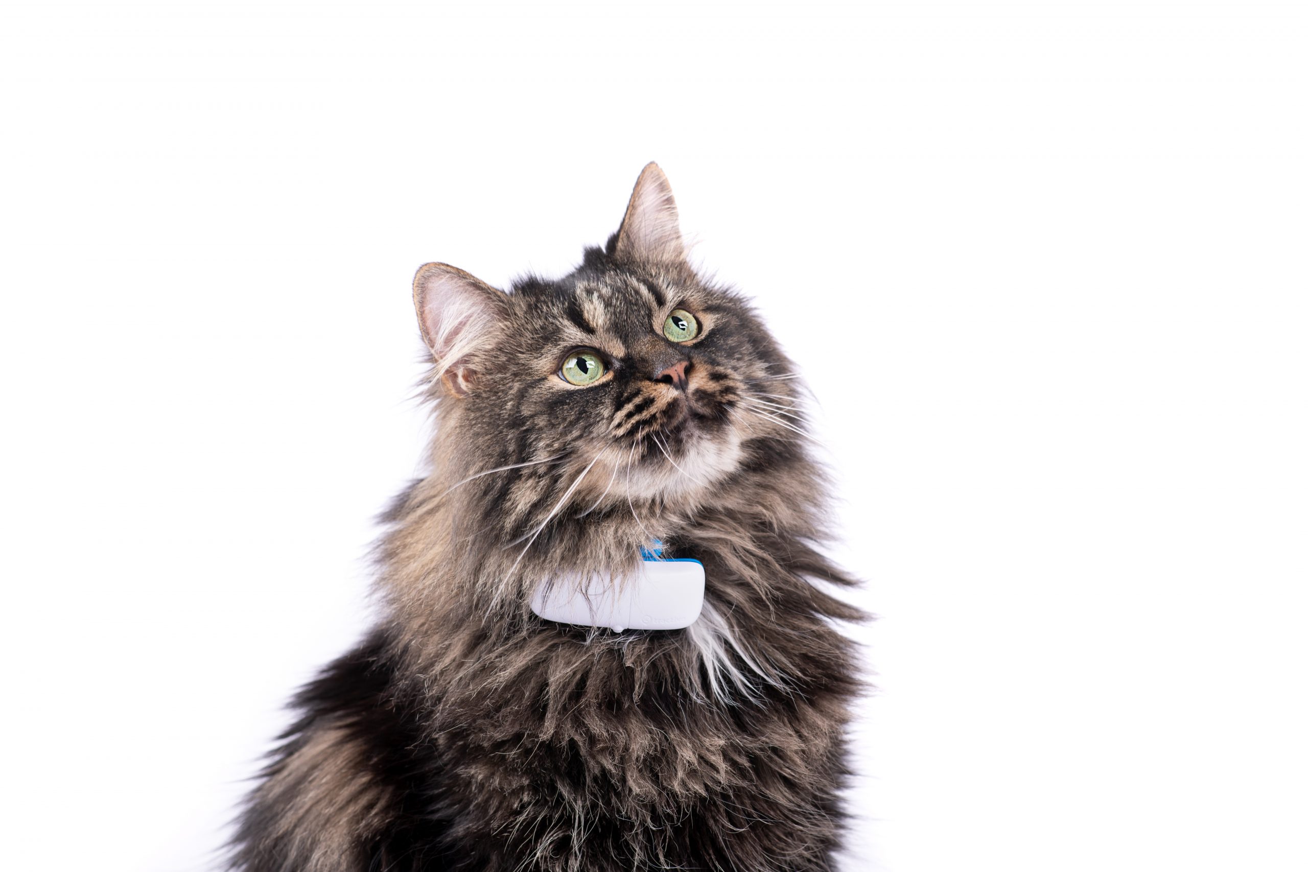Collar para Gatos con GPS, cuándo y cómo utilizarlo 